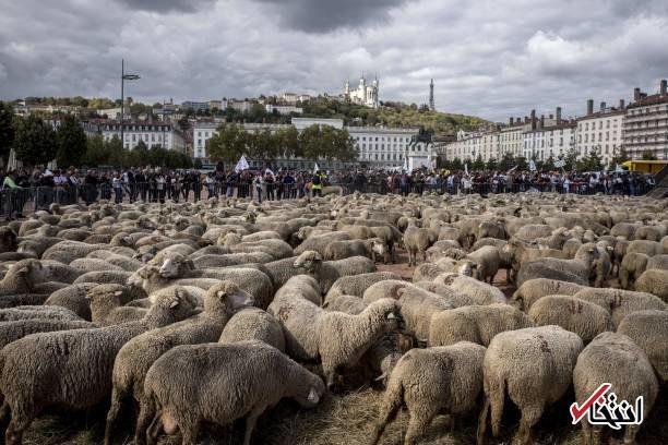 تظاهرات گوسفندها‌ برعلیه گرگ‌ها در فرانسه!