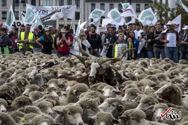 تظاهرات گوسفندها‌ برعلیه گرگ‌ها در فرانسه!