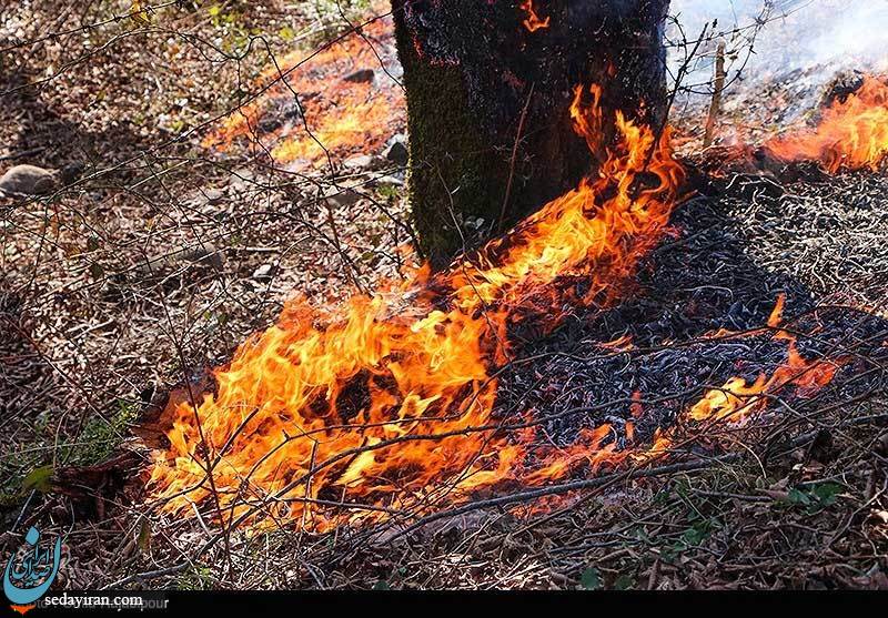(تصاویر) آتش سوزی در جنگلهای سیاهکل گیلان