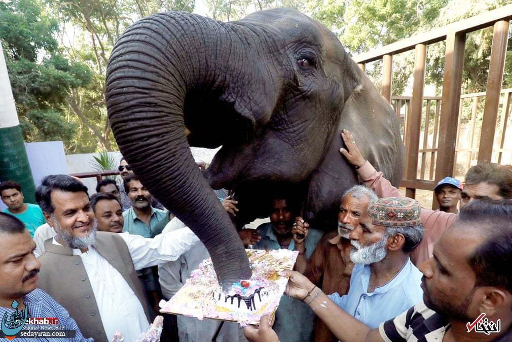 (تصویر) مراسم جشن تولد فیل در باغ وحش