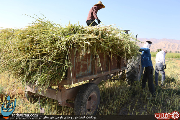 (تصاویر) برداشت کنجد در روستای بلوچی شهرستان لارستان