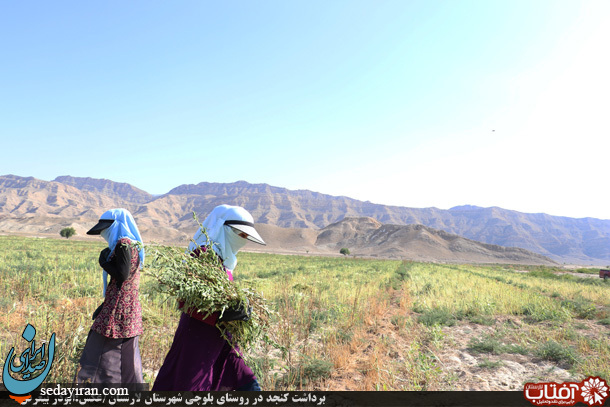 (تصاویر) برداشت کنجد در روستای بلوچی شهرستان لارستان