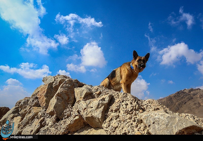 (تصاویر) مانور مشترک سگ‌های آنست ایران و صلیب سرخ آلمان