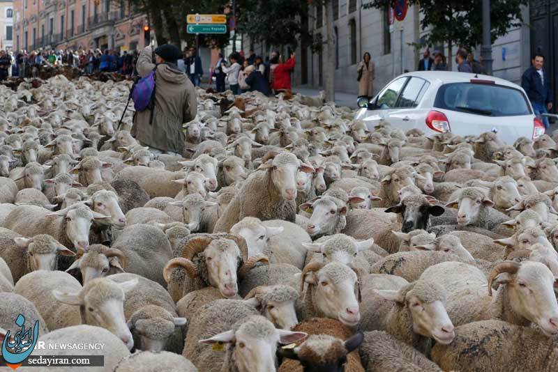 (تصاویر) رژه گوسفندان در خیابان های مادرید