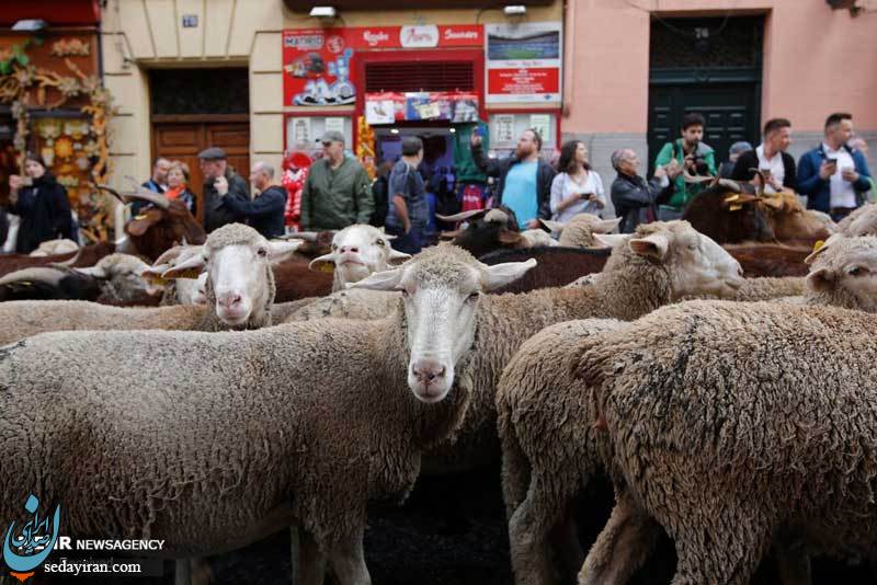 (تصاویر) رژه گوسفندان در خیابان های مادرید