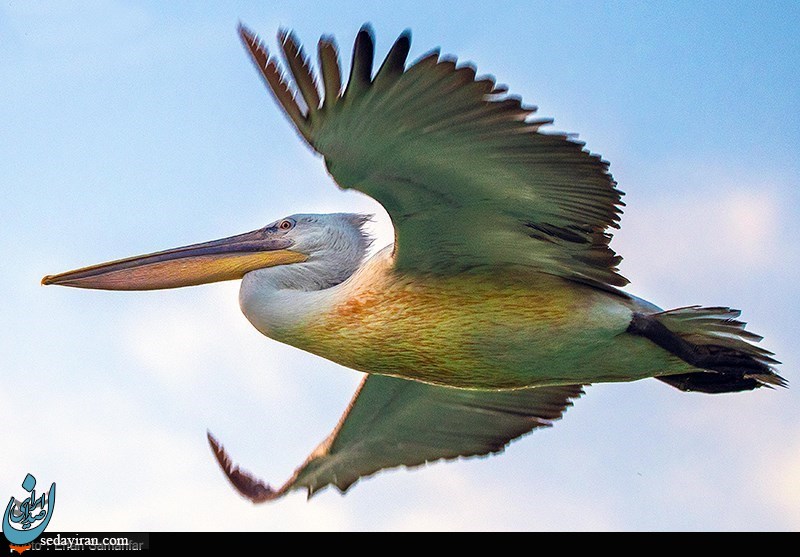 (تصاویر) دنیای زیبای پرندگان