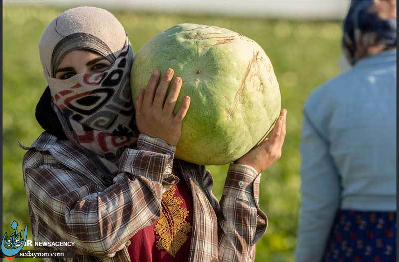 (تصاویر) برداشت هندوانه در اربیل عراق