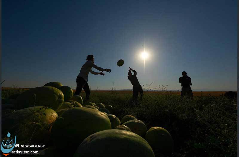 (تصاویر) برداشت هندوانه در اربیل عراق