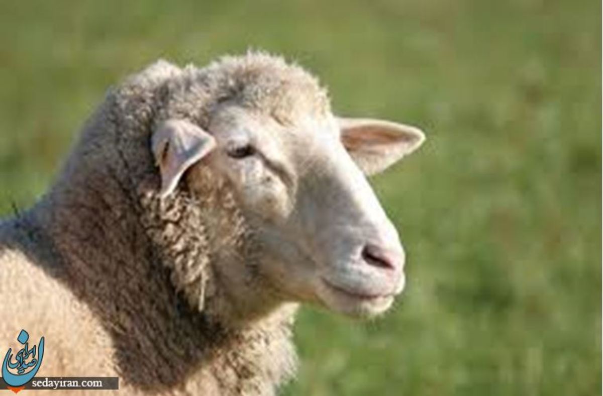 خرید گوسفند زنده در تهران با شرایطی بسیار ویژه