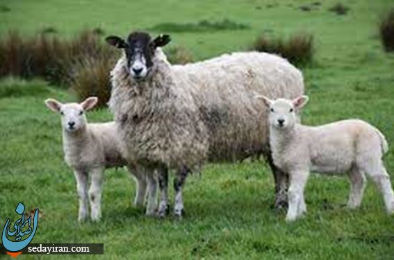 خرید گوسفند زنده در تهران با شرایطی بسیار ویژه