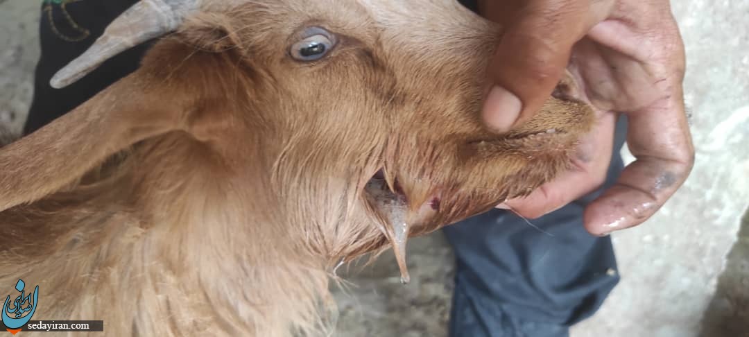 حمله هولناک پلنگ به گله گوسفندان در خوزستان / تلف شدن ۳۰ راس دام