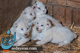 (تصاویر) تولد شیرهای سفید 4 قلو در حیات وحش پارک چمران