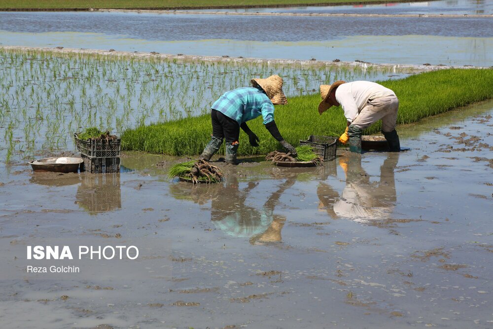 نشاکاری برنج در گیلان (عکس)