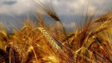 خرید بیش از 11میلیون تن گندم از کشاورزان