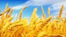 خرید 11.5 میلیون تنی گندم در سال جاری