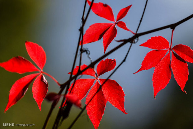 (تصاویر)-رنگ های زیبای پاییزی