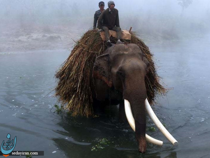 گذر از رودخانه ای در نپال با فیل