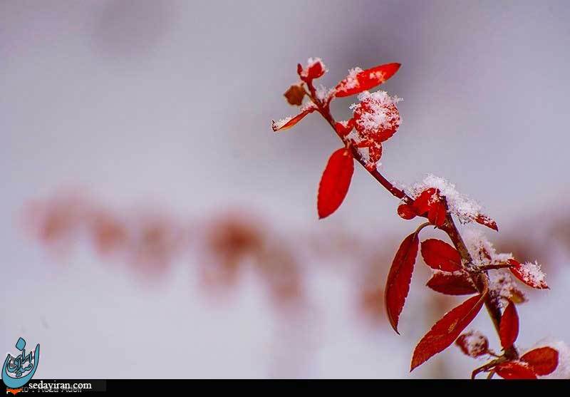 (تصاویر) بارش برف در تبریز