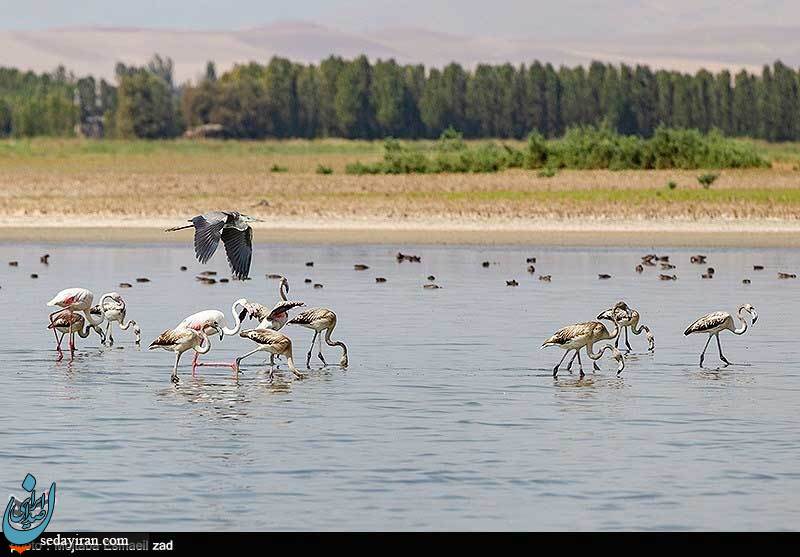 (تصاویر) بمناسبت روز جهانی تالاب ها