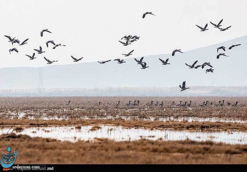 (تصاویر) بمناسبت روز جهانی تالاب ها