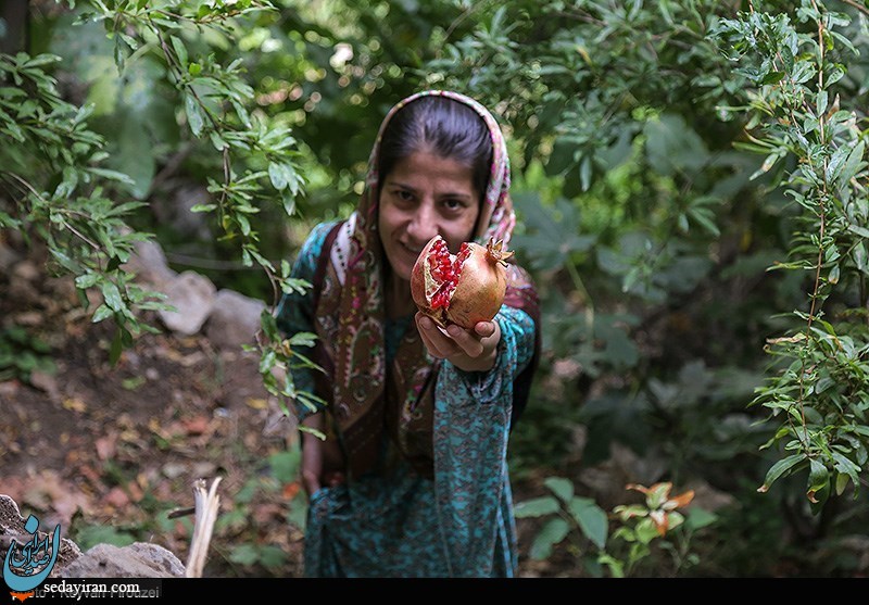 (تصاویر) برداشت یاقوت سرخ در هورامان - کردستان