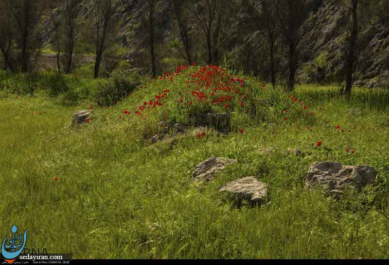 (تصاویر) طبیعت زیبای دشت کاریان