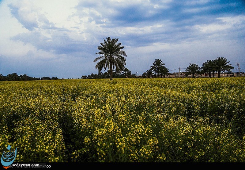 (تصاویر) مزارع کلزا در خوزستان