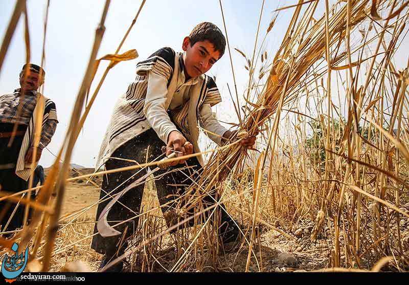(تصاویر) برداشت گندم به روش سنتی در ایذه - خوزستان