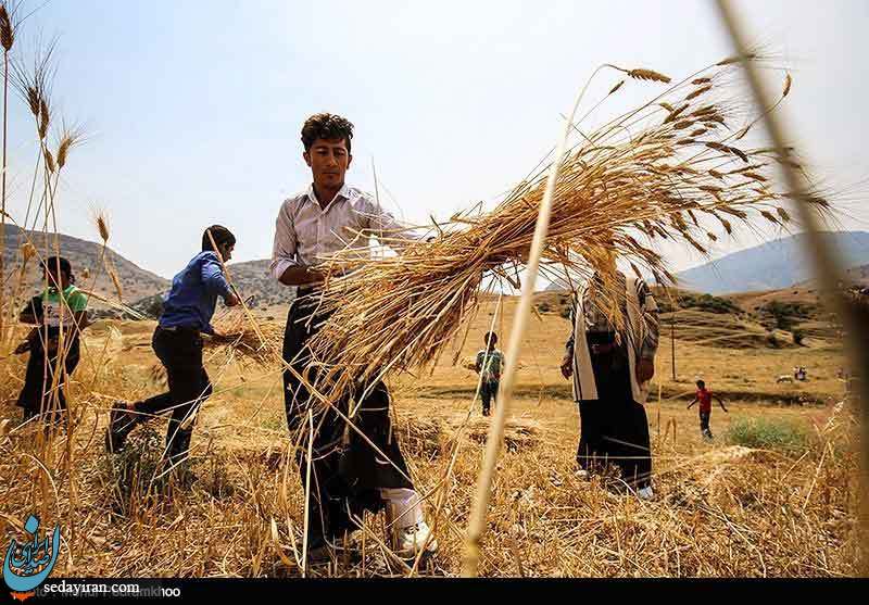 (تصاویر) برداشت گندم به روش سنتی در ایذه - خوزستان