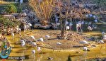 پشت پرده مکاتبات ضد و نقیض شهردار منطقه 4 تهران درباره باغ پرنگان لویزان چیست؟+سند