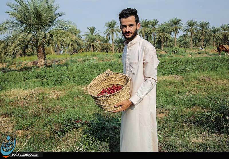 (تصاویر) بوته های چای قرمز در زمینهای سیلزده علوه - خوزستان