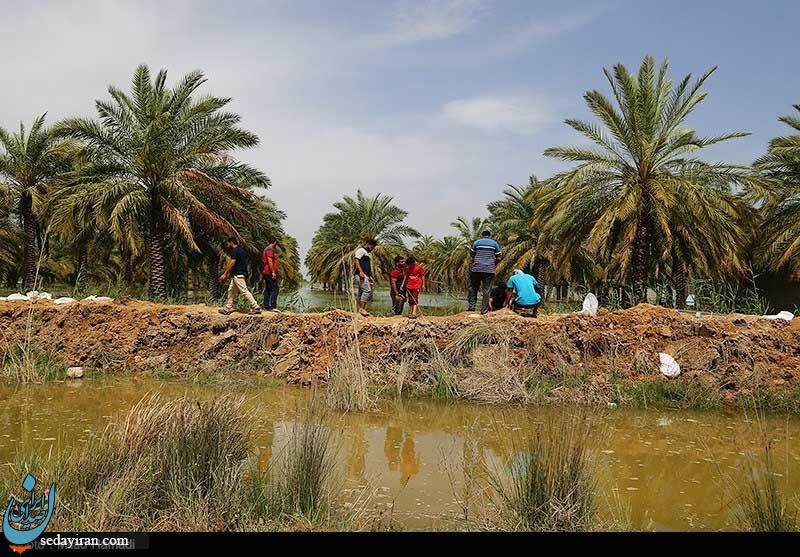 (تصاویر) بوته های چای قرمز در زمینهای سیلزده علوه - خوزستان