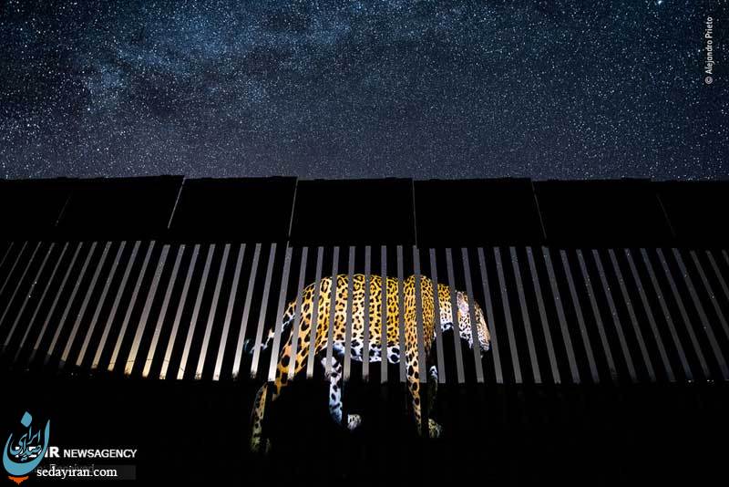 (تصاویر) برندگان مسابقه عکاسی حیات وحش سال