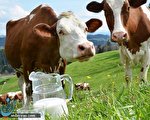 گاوها؛دامداران؛یا شرکتها مسئول گرانی لبنیات؟
