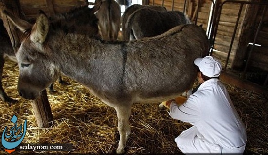مجوز سازمان دامپزشکی برای راه اندازی مزرعه پرورش الاغ شیری