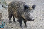 ماجرای تعقیب و گریز توله گراز در میناب+فیلم/ به محل زندگی حیوانات نزدیک نشوید! ماجرای تعقیب و گریز توله گراز در میناب+فیلم/ به محل زندگی حیوانات نزدیک نشوید!