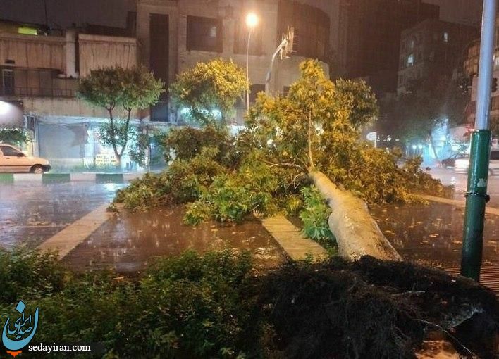 سقوط درخت به دلیل باران شدید دیشب تهران