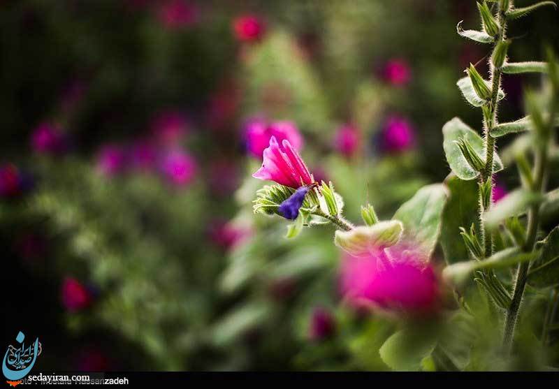 (تصاویر) برداشت گل گاوزبان در گرگان