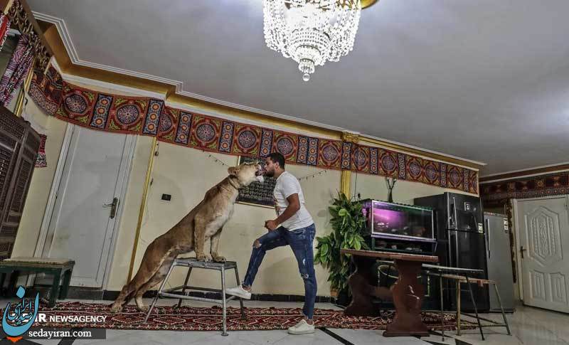 (تصاویر) آموزش شیر سیرک در خانه