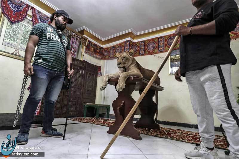 (تصاویر) آموزش شیر سیرک در خانه