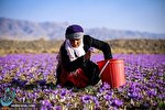 صادرات زعفران ۷ تا ۸ درصد افزایش یافته است
