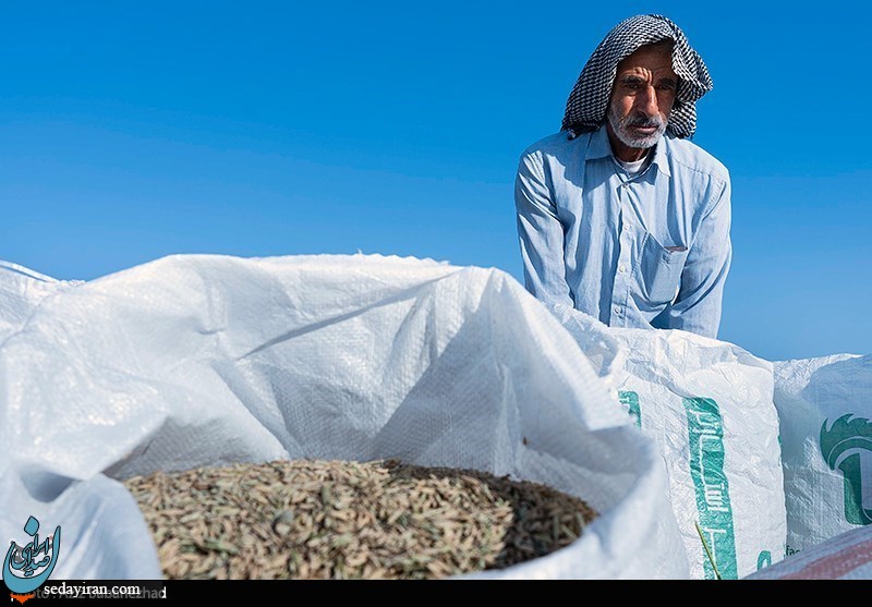 (تصاویر) برداشت برنج در خرم آباد