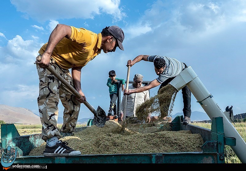 (تصاویر) برداشت برنج در خرم آباد