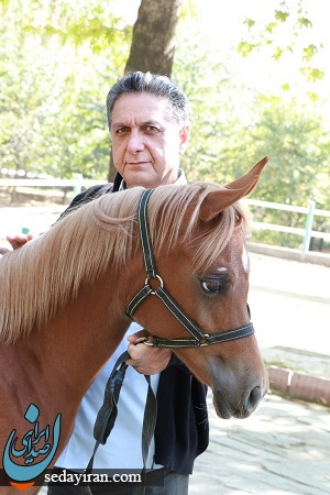 اسب داری صنعتی لاکچری نیست / با سرمایه کم میتوان به پرورش اسب زیبایی در ایران پرداخت