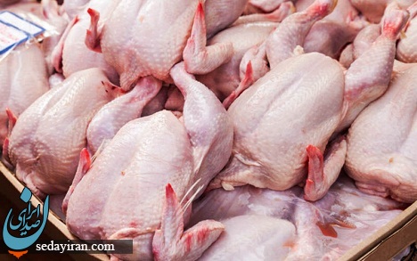 افرایش قیمت مرغ از اواخر هفته