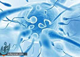 تاثیر میدان مغناطیسی بر اسپرم  و باروری انسان چیست؟