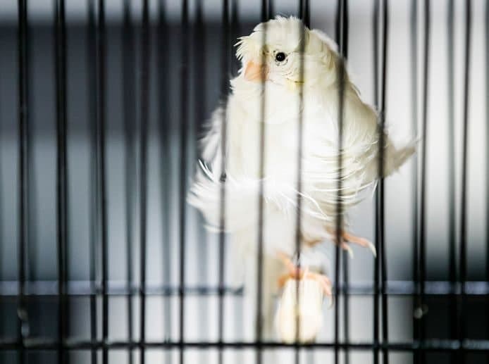 هلند نگهداری پرنده در قفس را ممنوع کرد