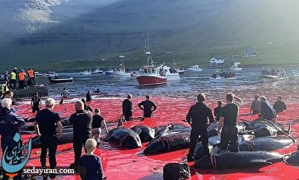 کشتار وحشتناک نهنگ ها در فارو (فیلم)