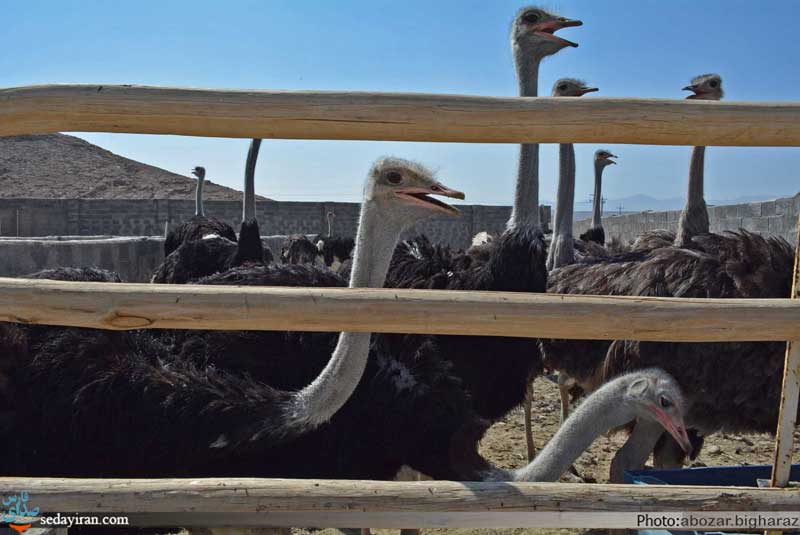 (تصاویر) بزرگترین مجموعه پرورش شتر مرغ در جنوب کشور _ لارستان