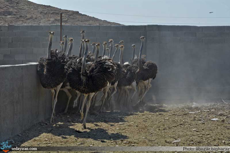 (تصاویر) بزرگترین مجموعه پرورش شتر مرغ در جنوب کشور _ لارستان